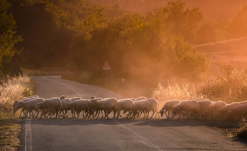 sheep pecore animali sunset tramonto toscana campagna countryside animal natura roadtrip