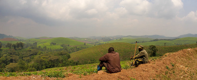 Tea plantations in Burundi