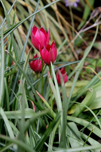 Tulipa - espèces et petits hybrides (sections 12 à 15) - Page 2 36457950395_14ea2125a7