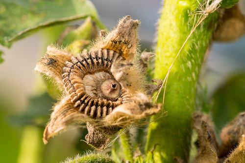 Hollyhock seed pod | camerashake | Flickr