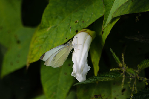 White on white: butterfly, bindweed flower