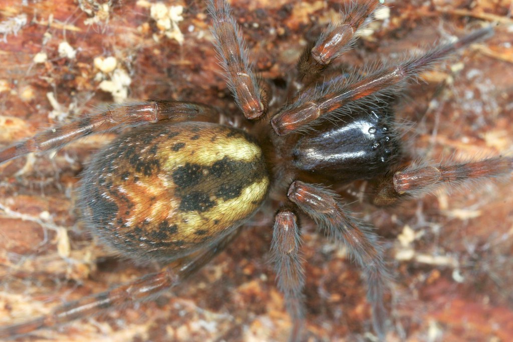 Amaurobius similis/fenestralis, l'araignée dentellière, the lace-weaver spider, lace-webbed spider.
