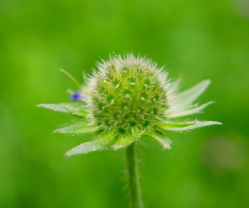 faded smooth blossom | by GüF