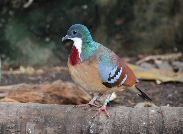 Mindanao Bleeding-heart Dove (Gallicolumba crinigera)