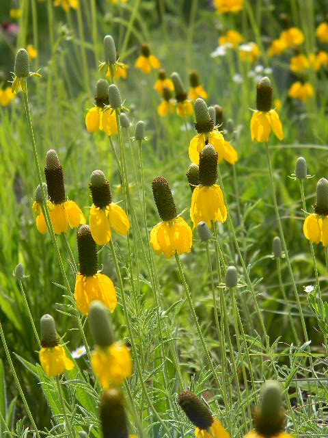 yellow flowers in the sun -- Ratibida Columnifera