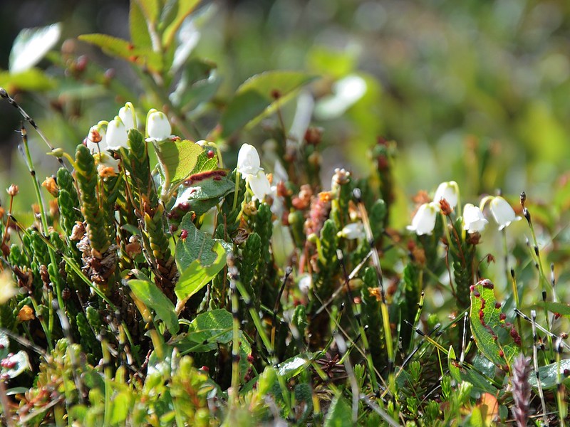 20160701-131F | Vierkantige Schuppenheide (Cassiope tetragona) bei Abisko. Lappland / Schweden, 01.07.2016