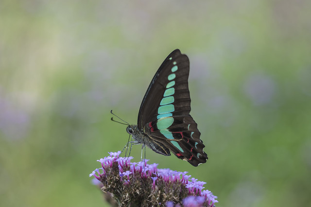 Glassy Bluebottle | Graphium cloanthus | Papilionidae