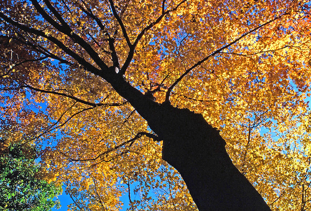 s_v17apbjg4ma2647 schenck ave great neck autumn tree 1177