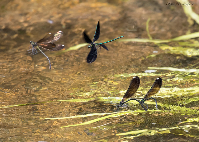 Ebony Jewelwings - females ovipositing in the Flat Brook while a male flies around guarding