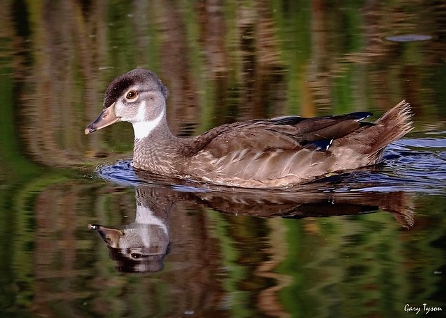 Wood Duck (juvenile)