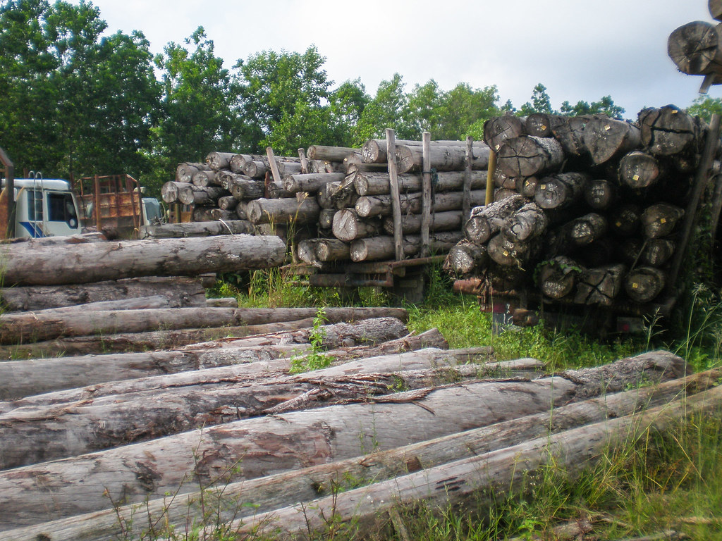 These illegal logs were seized, while in transit, and are impounded at district police offices, Riau, Sumatra, Indonesia.