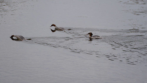 Goosander females, River Wye, Hereford