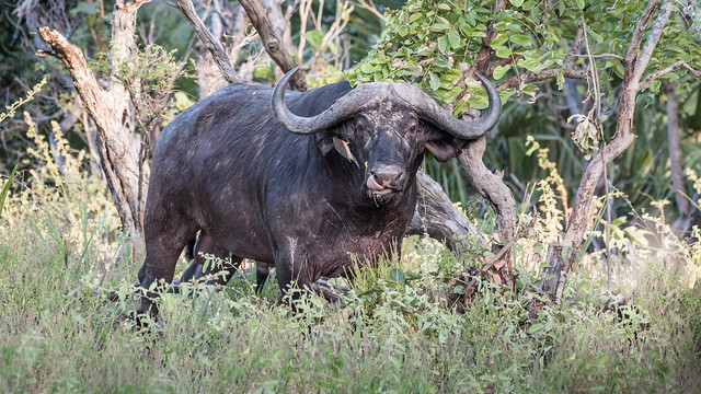 Cape Buffalo