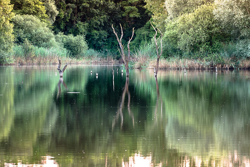 etang pond quiet peaceful green landscape paysage reflets reflections trees nature velvia stillwater mirror arbre