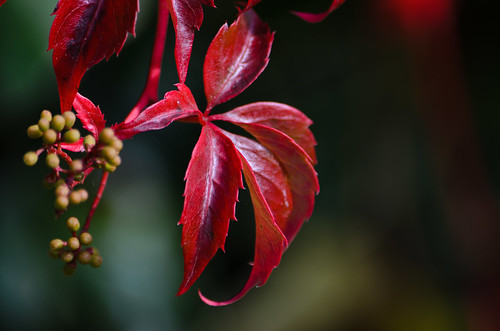 Red: Virginia creeper leaves