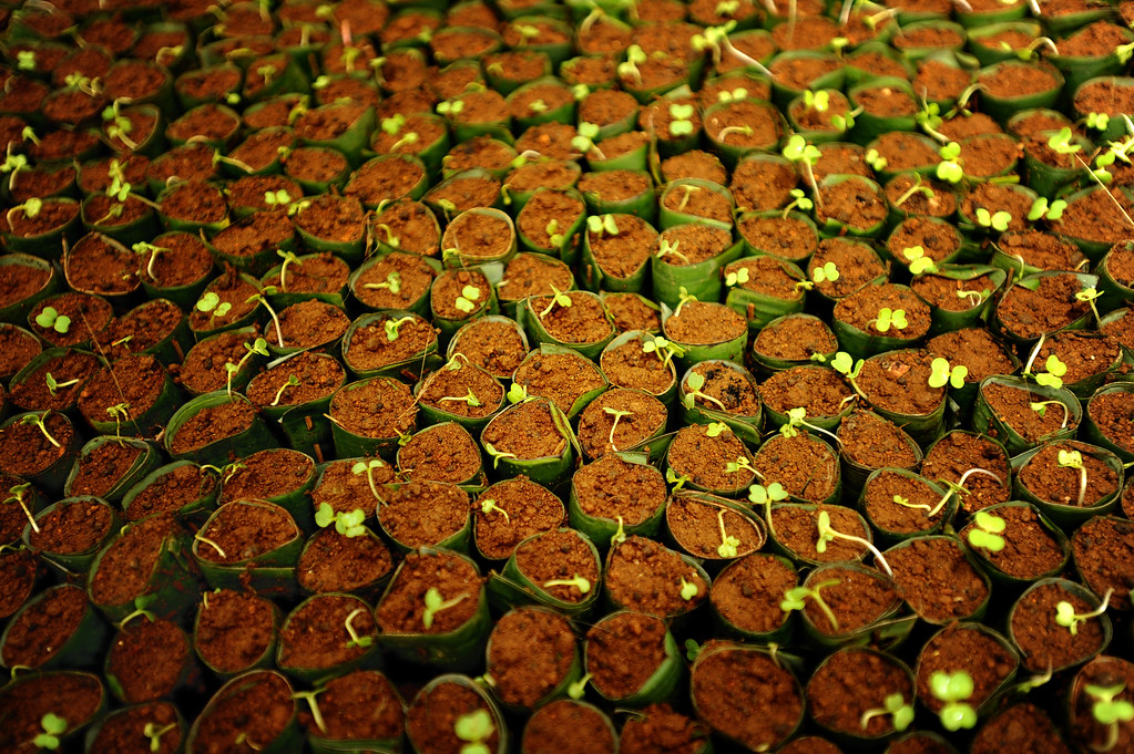 Cabbage seedlings. Photo by Ricky Martin/CIFOR cifor.org blog.cifor.org If you...