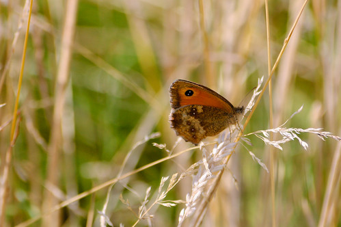 Gatekeeper butterfly, Barley Field