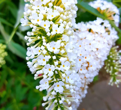 flowers garden white butterflybush
