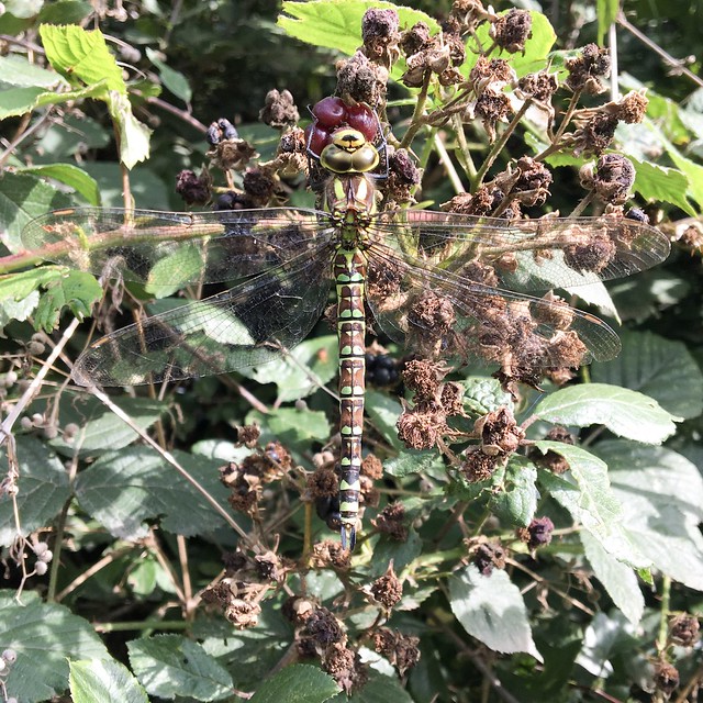 Dragonfly feasting on a blackberry
