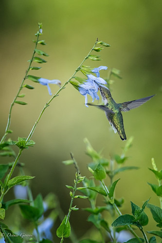 flower meadowlark virginia action bird hummingbird summer sunrise wildlife