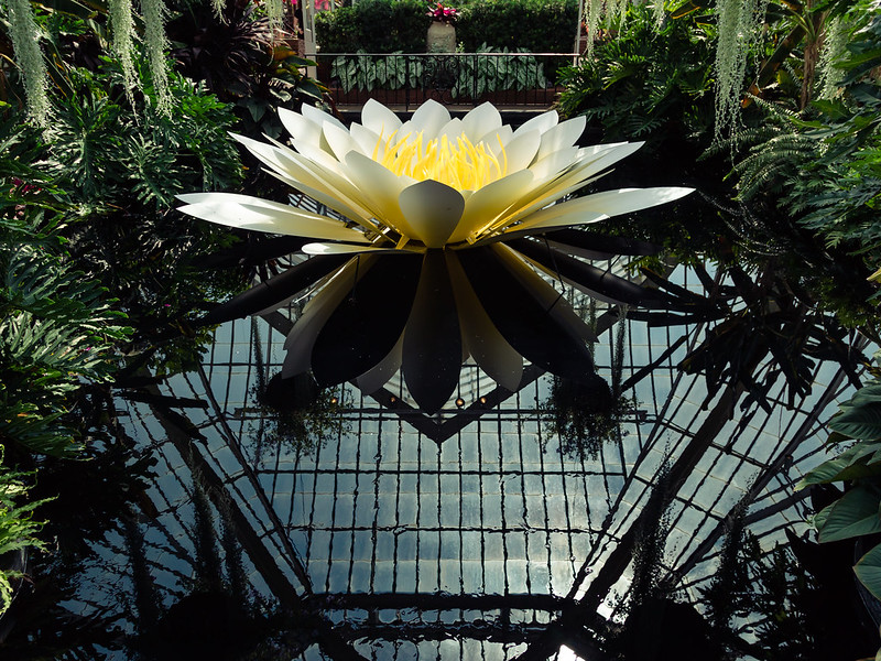 reflecting_lotus