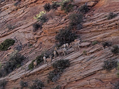 Zion National Park