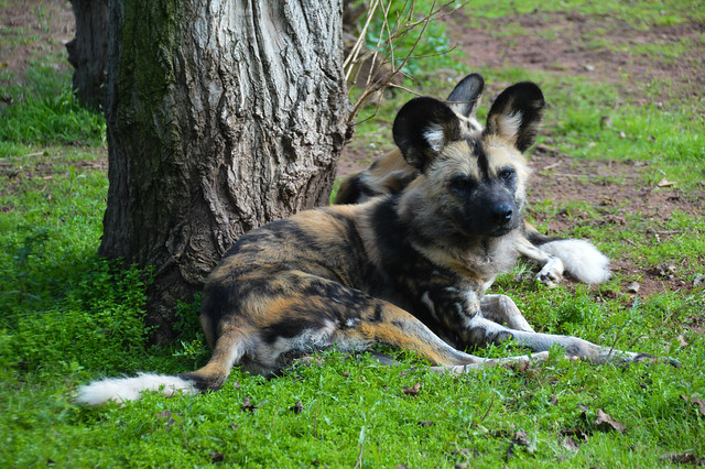 African Painted Dog (Lycaon pictus)