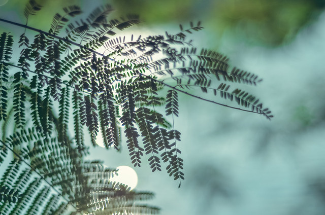 Dat Vu | Flickr