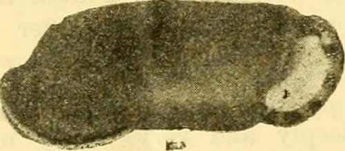 Helicoid Shell Image from page 75 of