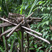 Adat structure in forest
