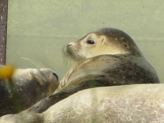 Seehund, Phoque, Seal  (Phocidae)
