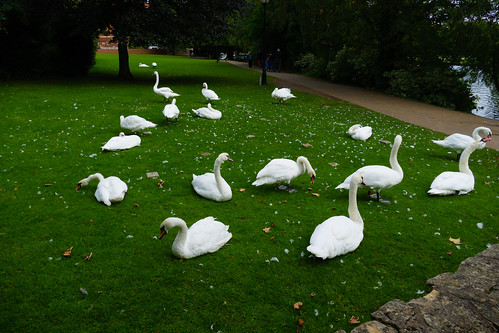 Swans circling on land, Stratford on Avon