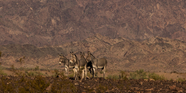 Wild Donkey, Cibola wildlife refuge