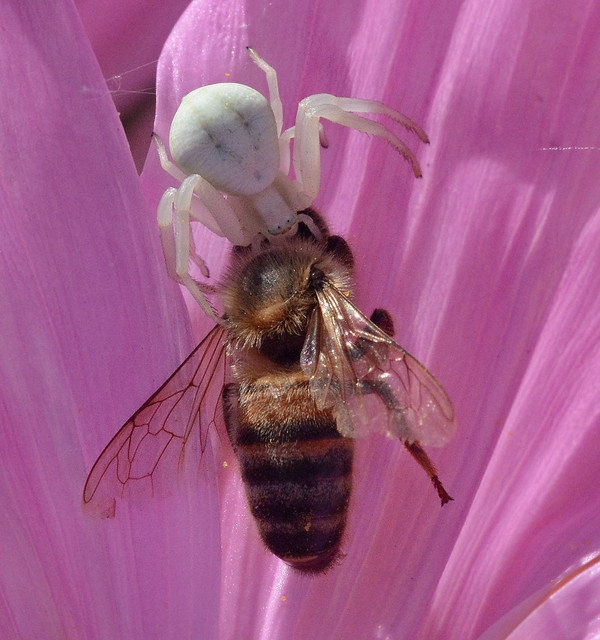 Spider with Bee Prey