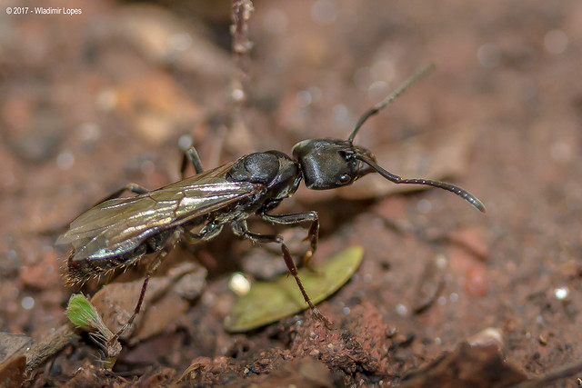 Formiga Rainha Alada / Alate Queen Ant
