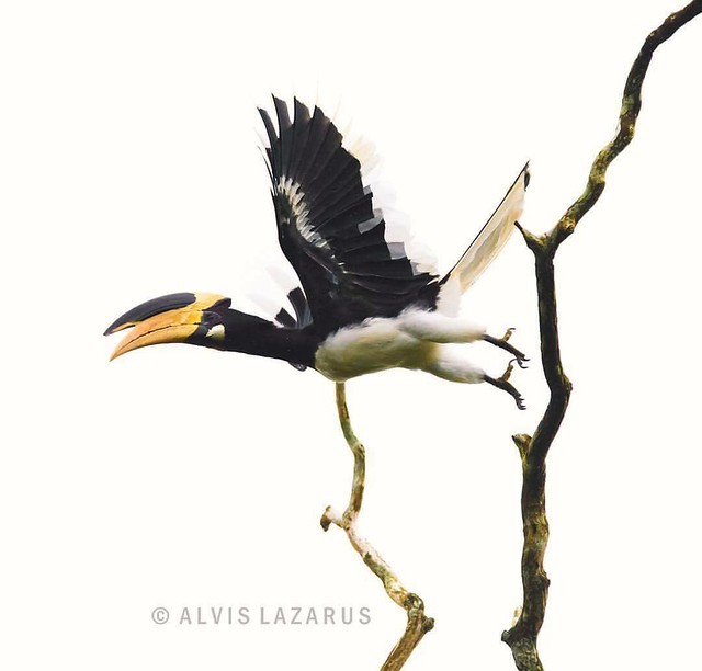 Gorgeous take off | while most ignore and hate backlight, I found myself an unique taste for these frames. With all background, washed away, I can just stay focus on the bird and her act alone. Look at the build of this beautiful Malabar pied hornbill. Th