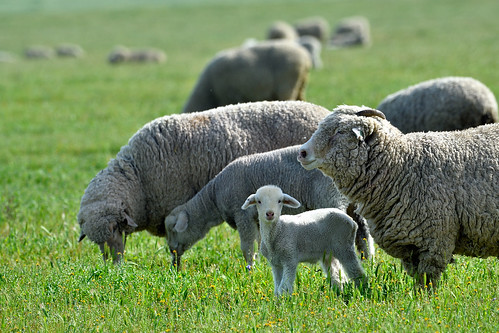 dsc0703aw sheep lamb ovis aries ovisaries flock ewe grass green filed pasture livestock mammal