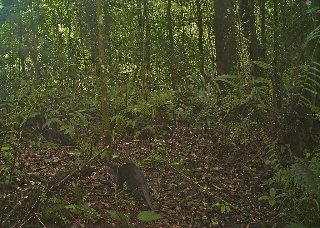 Oriental small-clawed otter (Aonyx cinerea) caught on a camera trap in Gunung Halimun-Salak National Park, Java, Indonesia. Photo courtesy of...