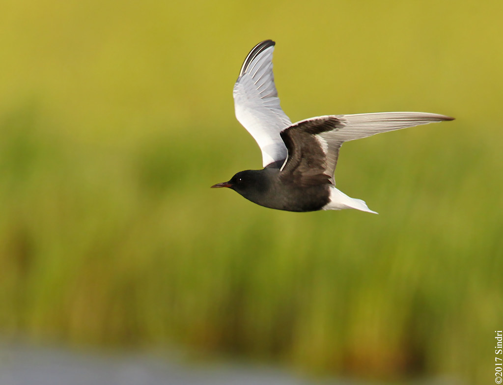 White-winged Tern (Tígulþerna) 2