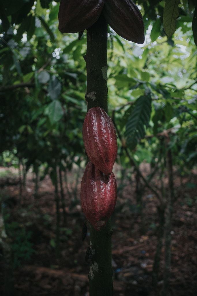 Rachel Olo (Married, 5 children) We have one hectare of land planted with cocoa. We manage to extract 800 Kgs...