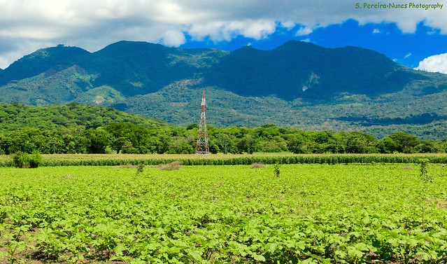 Okra & Corn Plantation in Western El Salvador