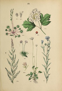 n76_w1150 | Pflanzen-Atlas nach dem Linné'schen System /. S… | Flickr