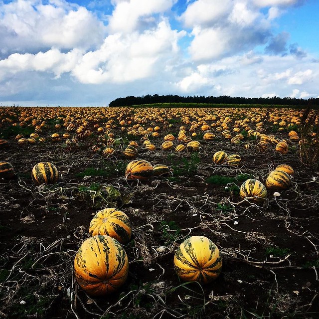 Pumpkin field.