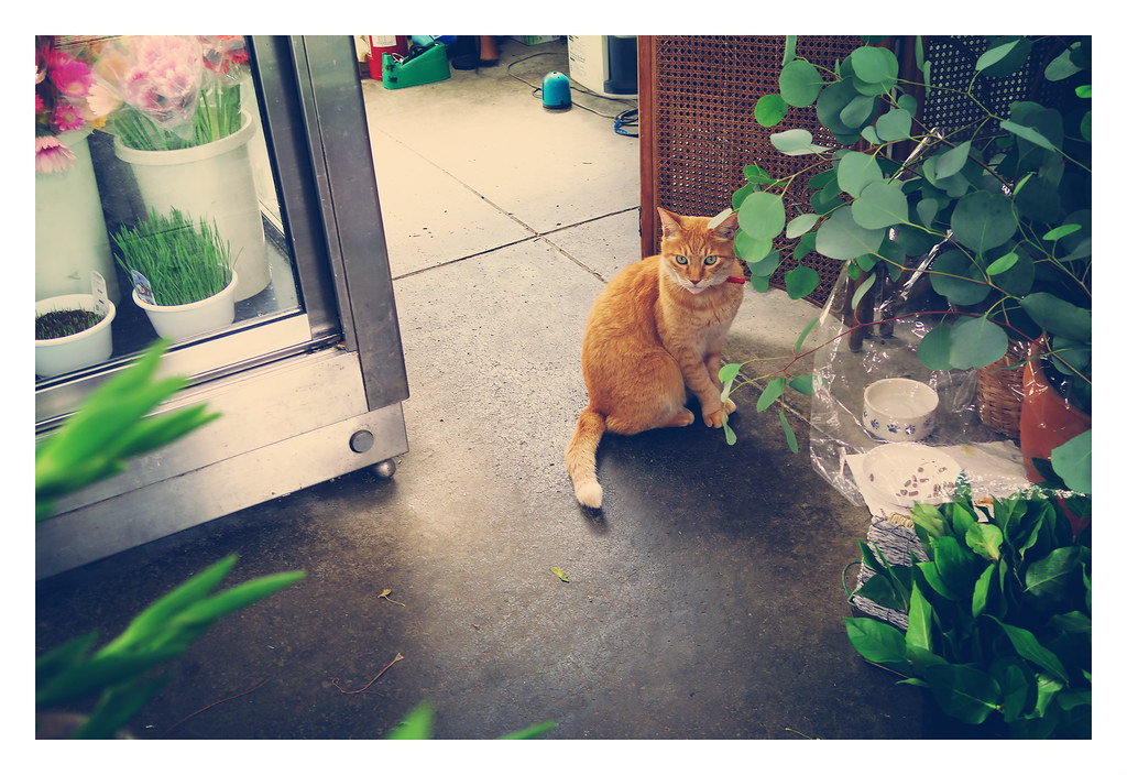 花屋のミーちゃん Flower Shop S Cat 近所のお花屋さんの看板猫 男の子だけど名前はミシェルちゃ Flickr