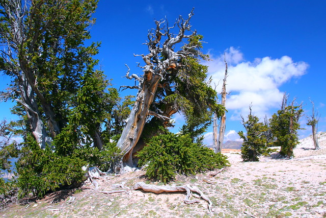 IMG_4920 Great Basin Bristlecone Pine
