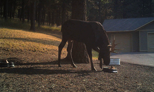 Bull Moose on Trail Camera, September 13, 2017 - Moscow Mountain, Latah County, Idaho