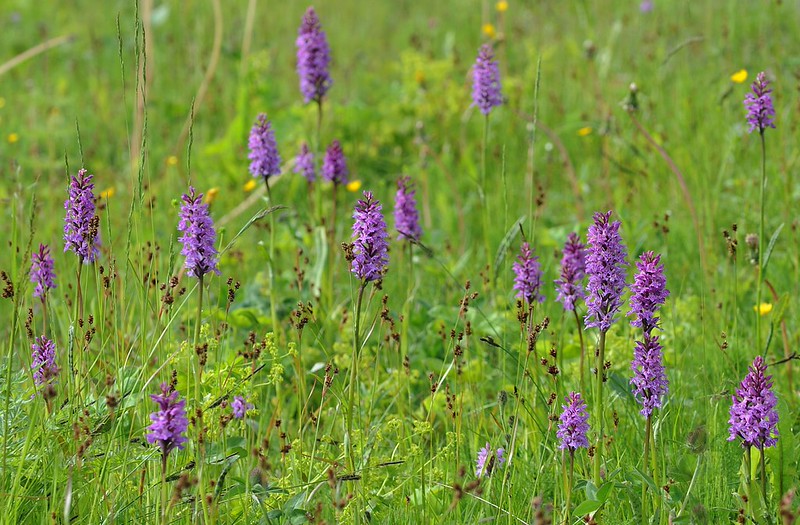 Lofoten-Fingerwurz, Dactylorhiza fuchsii subsp. punicea