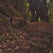 Leopard relaxing in the forest