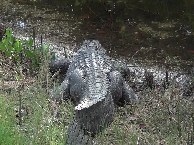 Alligator mississippiensis (American alligator) (Sanibel Island, Florida, USA) 6