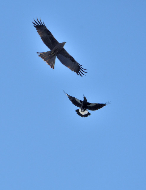 Black Kite - attacked by a Magpie